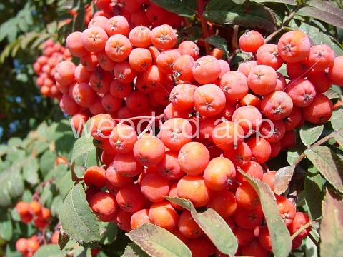 mountain-ash, European